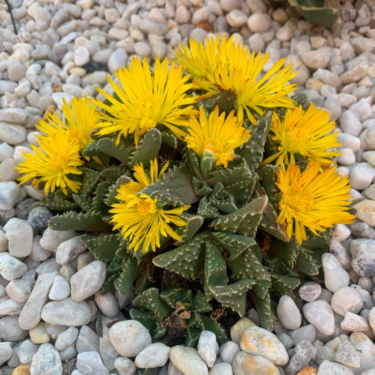 plant image 1569288