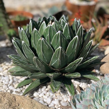 Agave 'victoriae-reginae'