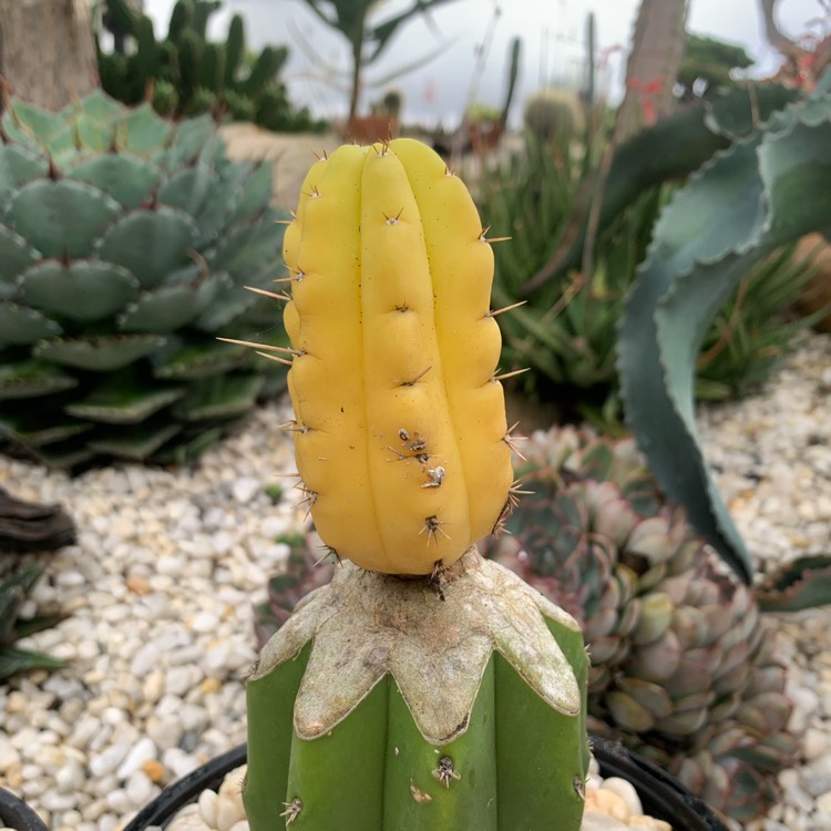plant image 1578226