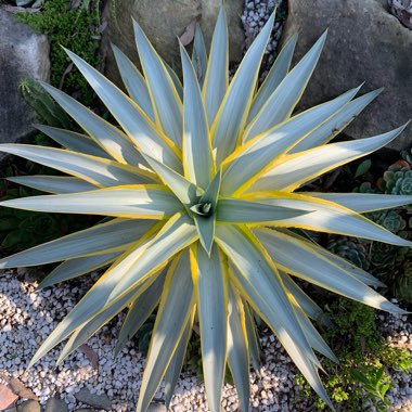  Agave desmettiana ' Galactic Traveller' 