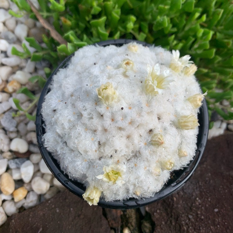 Plant image Mammillaria plumosa