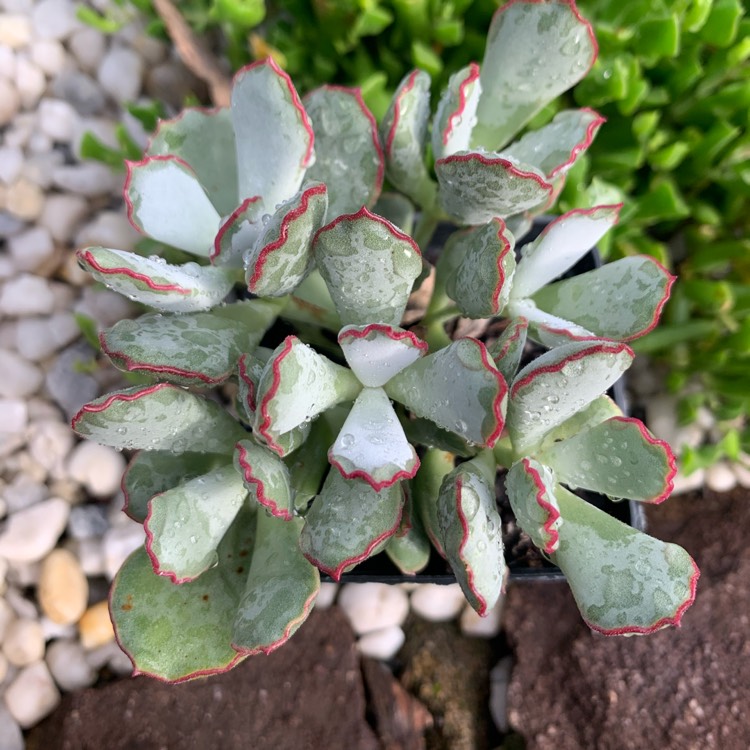 Plant image Cotyledon Papillaris