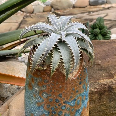 Dyckia Grand Marnier