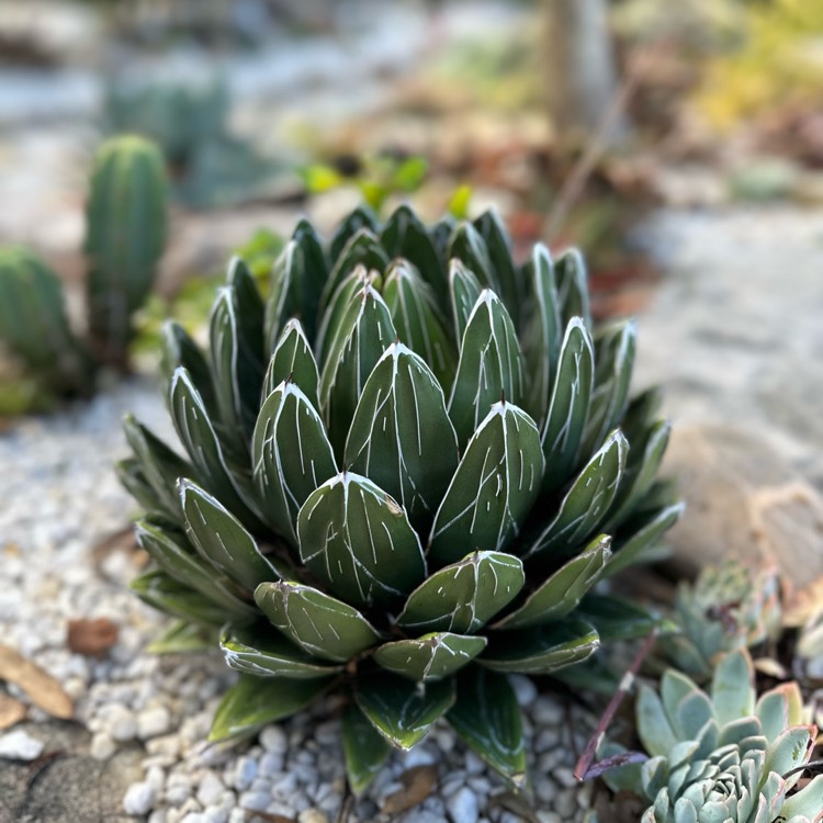 plant image 1646710