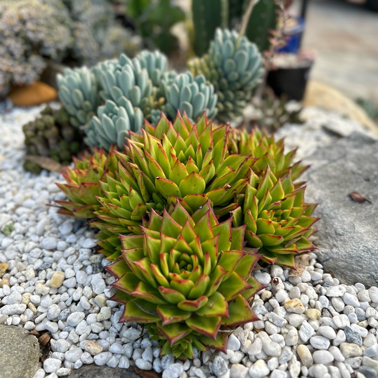plant image 1646711 plant image 1646711