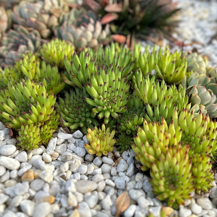 plant image 1646713