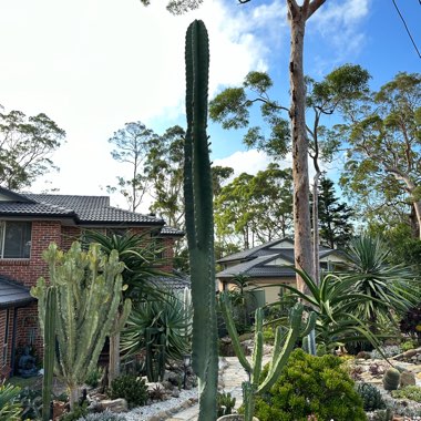 Cereus mandacaru
