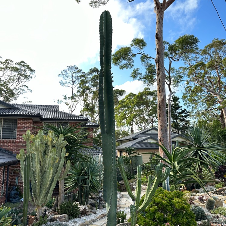 plant image 1646714
