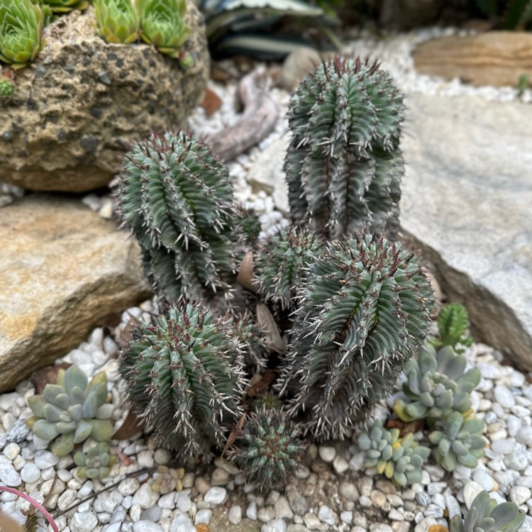 plant image 1646715 plant image 1646715