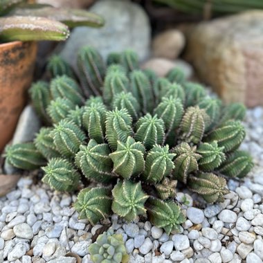 dufflebag's plant