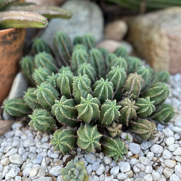 plant image 1646716