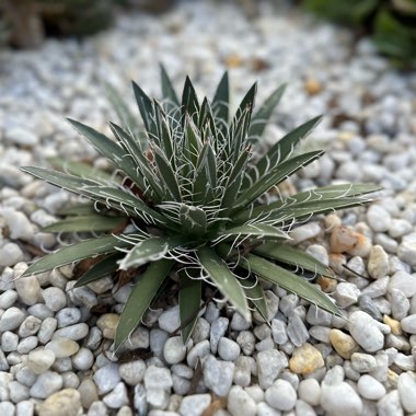 Thread Leaf Agave