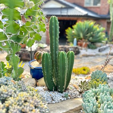 Trichocereus Cactus