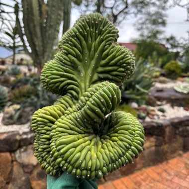 Trichocereus Pachanoi Quasi Cristata x Trichocereus Peruvianus Monstrose