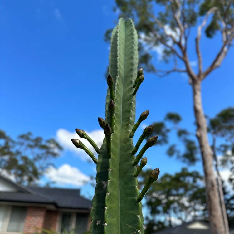 plant image 1647703