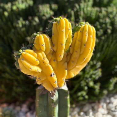 Trichocereus Crested Variegated 