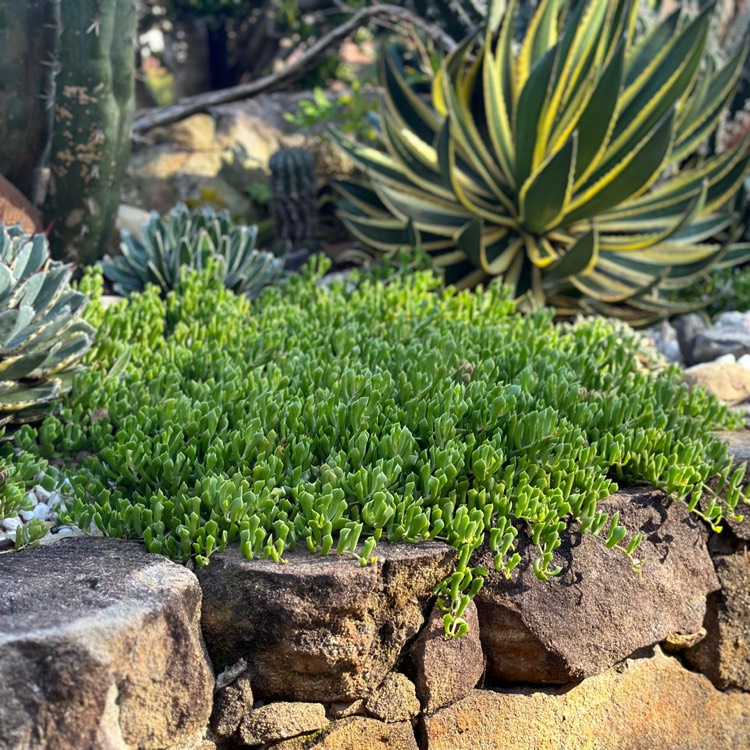 Plant image Cotyledon Papillaris
