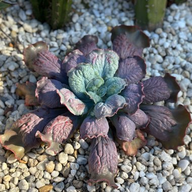 Echeveria 'Etna'