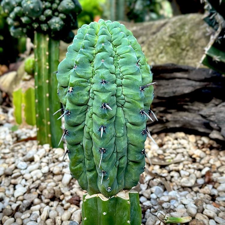 plant image 1701005