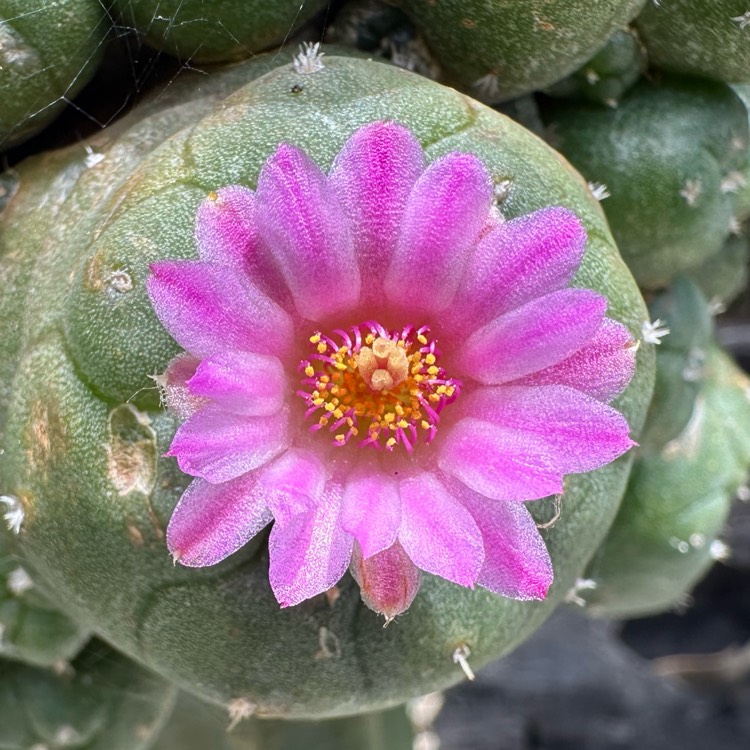 plant image 1729802 plant image 1729802