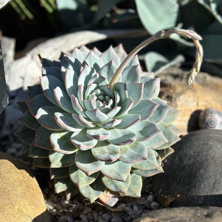 plant image 1732018