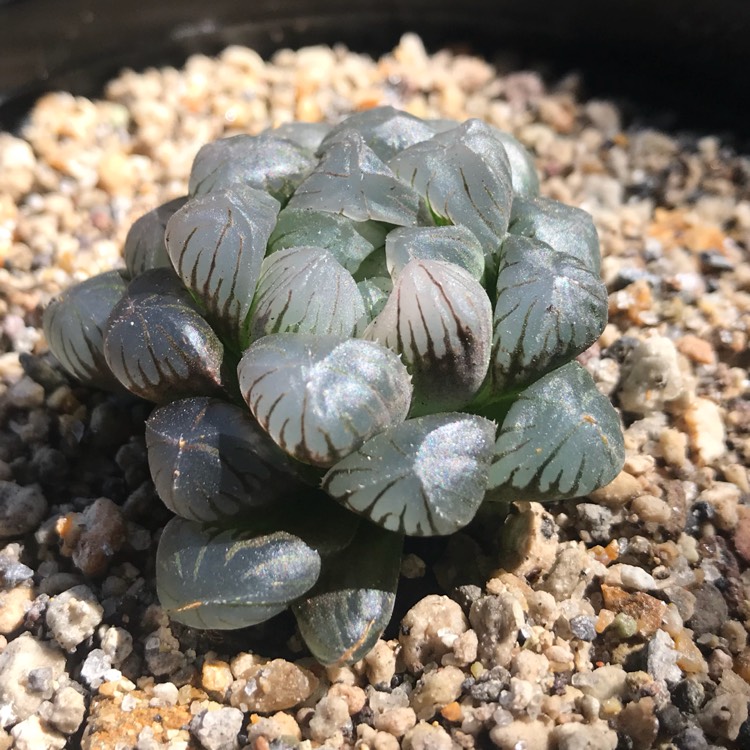 Plant image Haworthia cooperi var. 'Obtusa'
