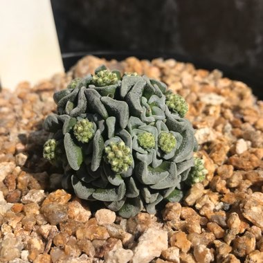 Crassula 'Celia'