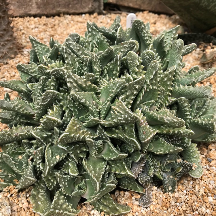 Plant image Faucaria felina ssp. tuberculosa