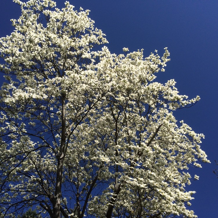 Plant image Cornus Nuttallii
