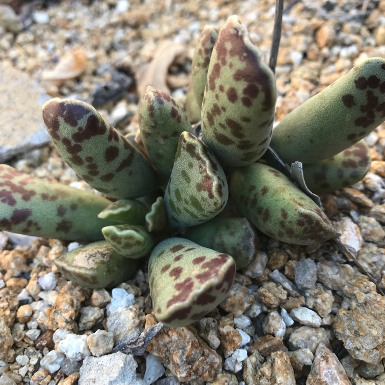 plant image 655391 plant image 655391