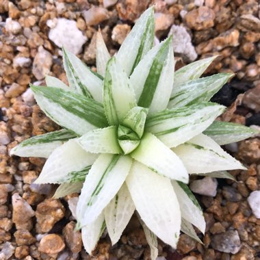 Haworthia beteseana 'Variegata'