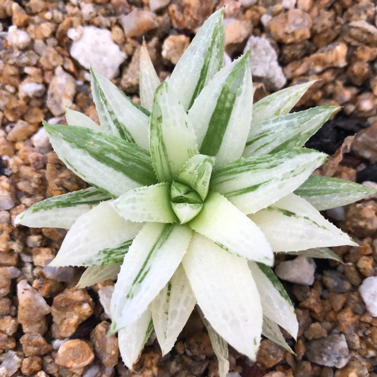 Plant image Haworthia beteseana 'Variegata'