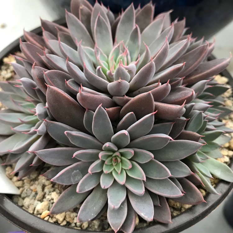 Plant image Graptopetalum Rusbyi