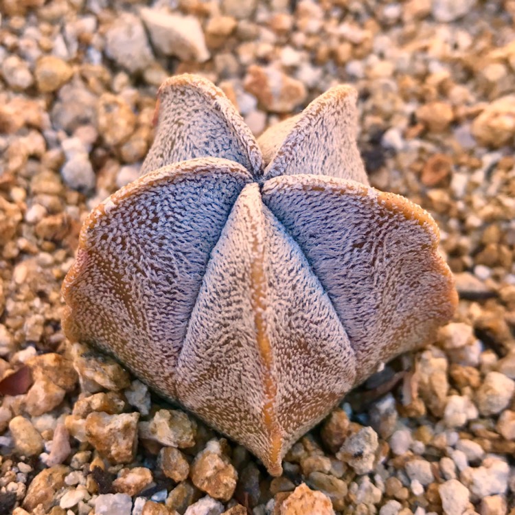 Plant image Astrophytum Coahuilense