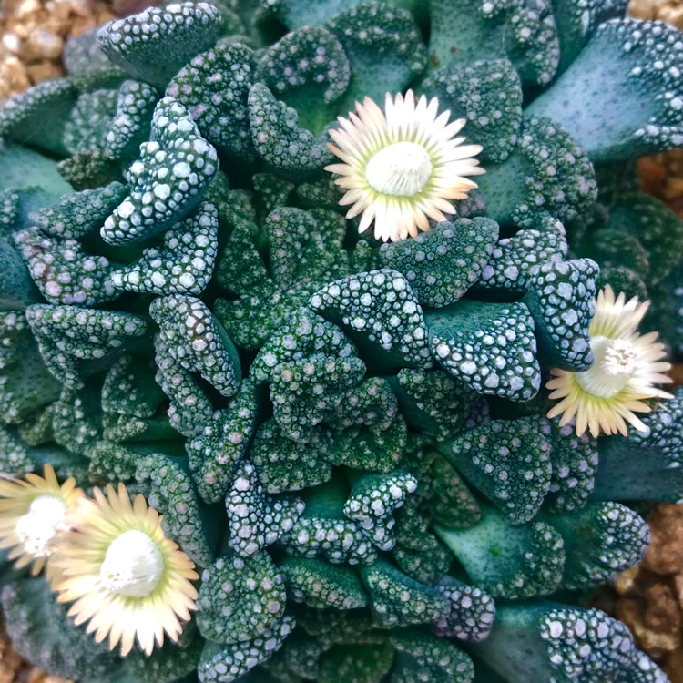 Plant image Titanopsis Calcarea (Living Jewel)