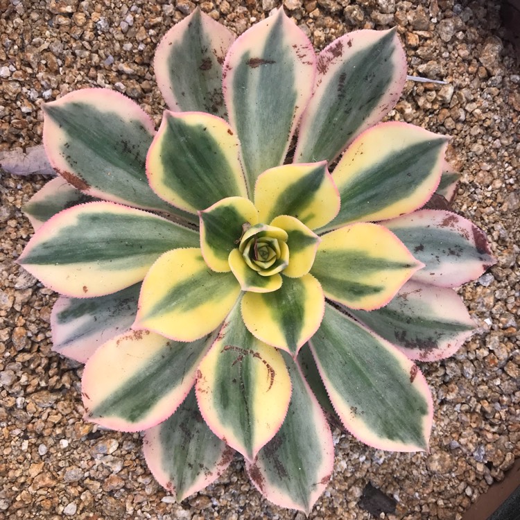 plant image 689894