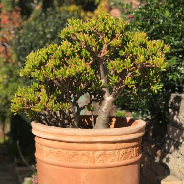 Crassula ovata 'Gollum'