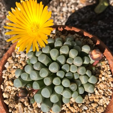 Fenestraria aurantiaca