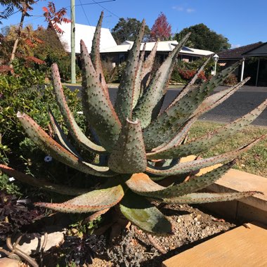 Aloe marlothii