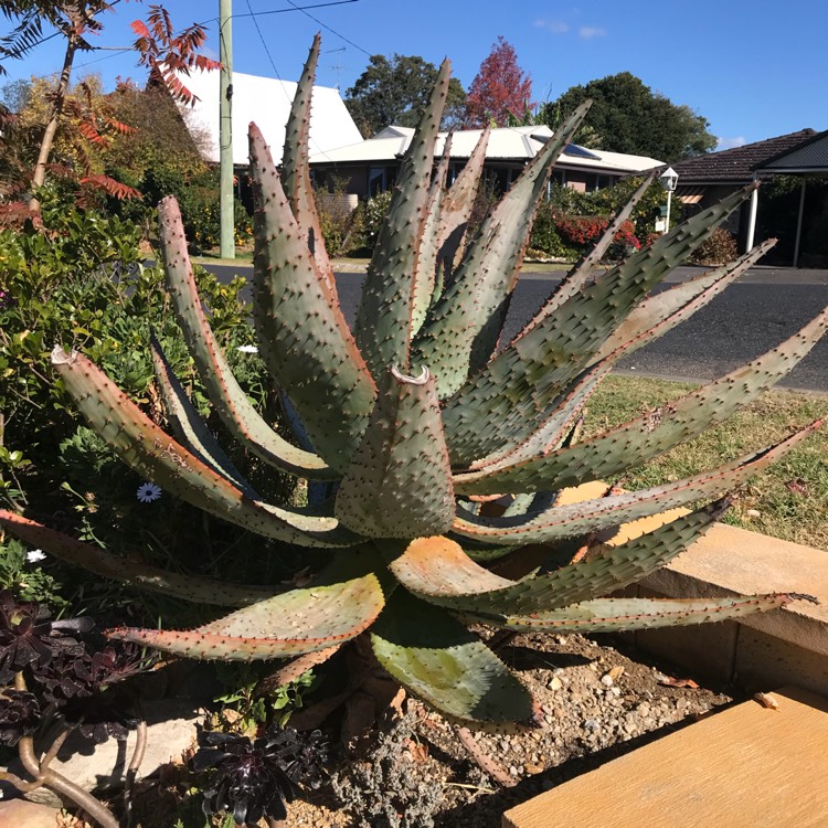 Plant image Aloe marlothii