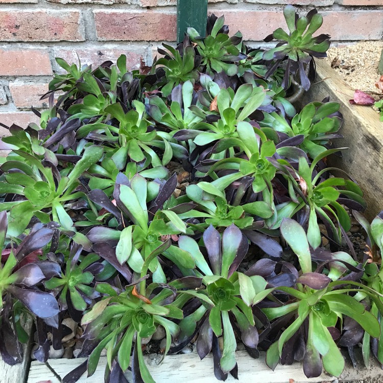 plant image 765873 plant image 765873