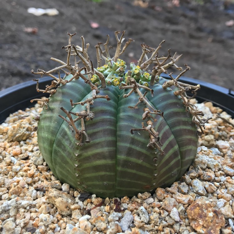 Plant image Euphorbia Meloformis