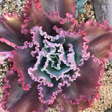 Echeveria Tutti Frutti