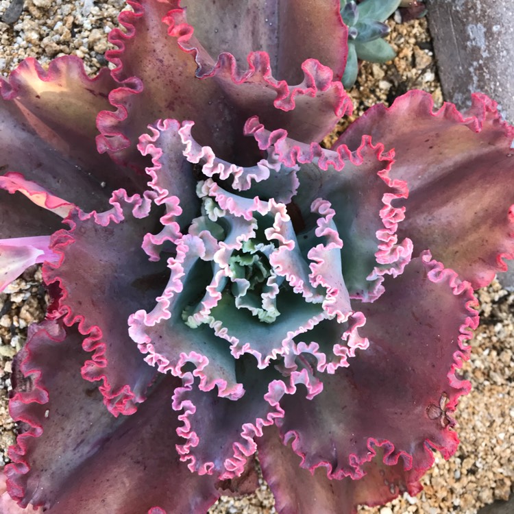 plant image 766312