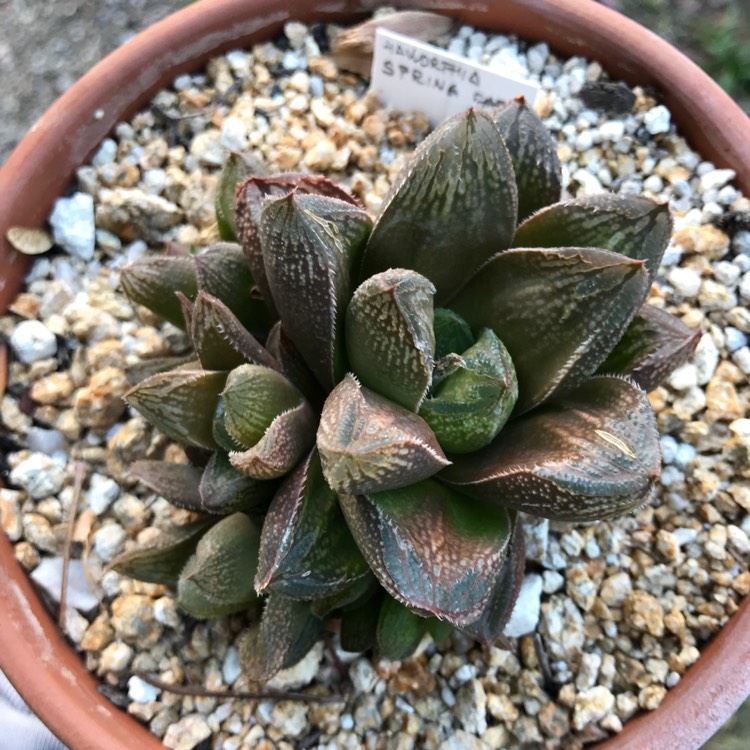 plant image 767471
