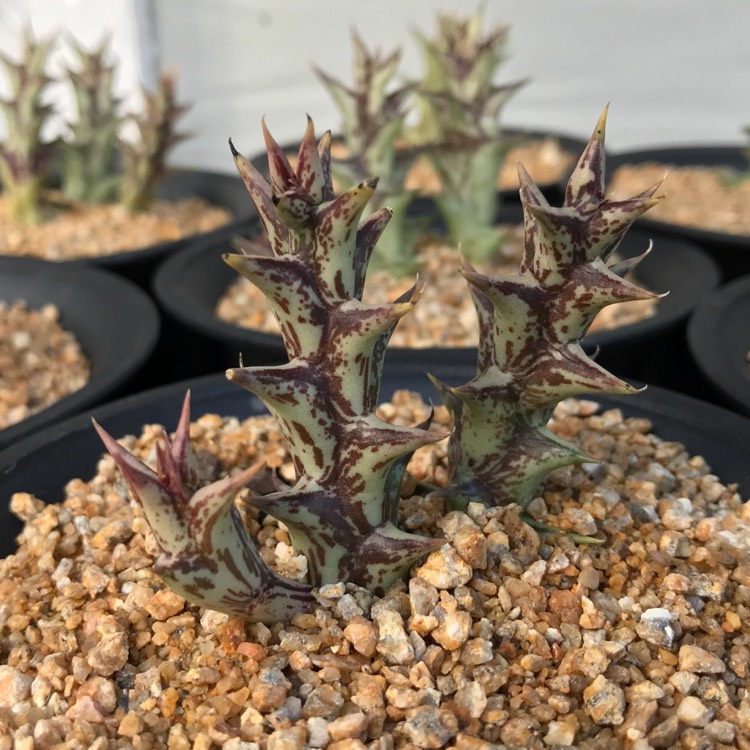 plant image 770264