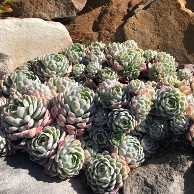 Echeveria Elegans