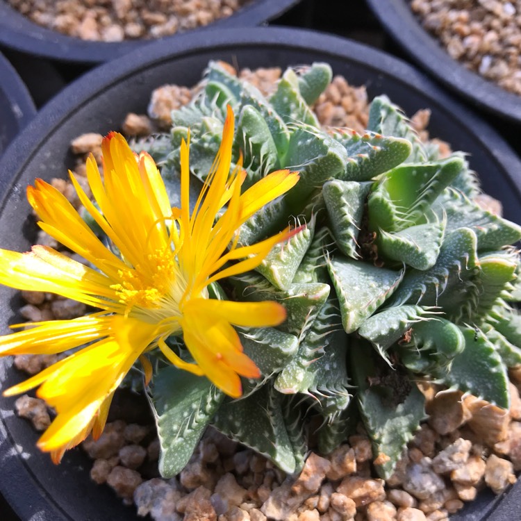 Plant image Faucaria tigrina