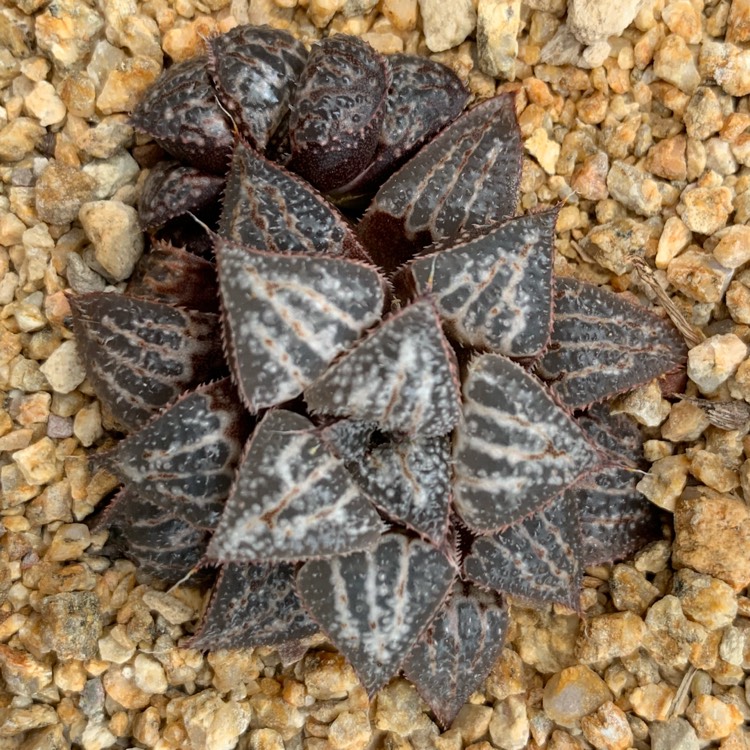 Plant image Haworthia emelyae 'Snow Scene'