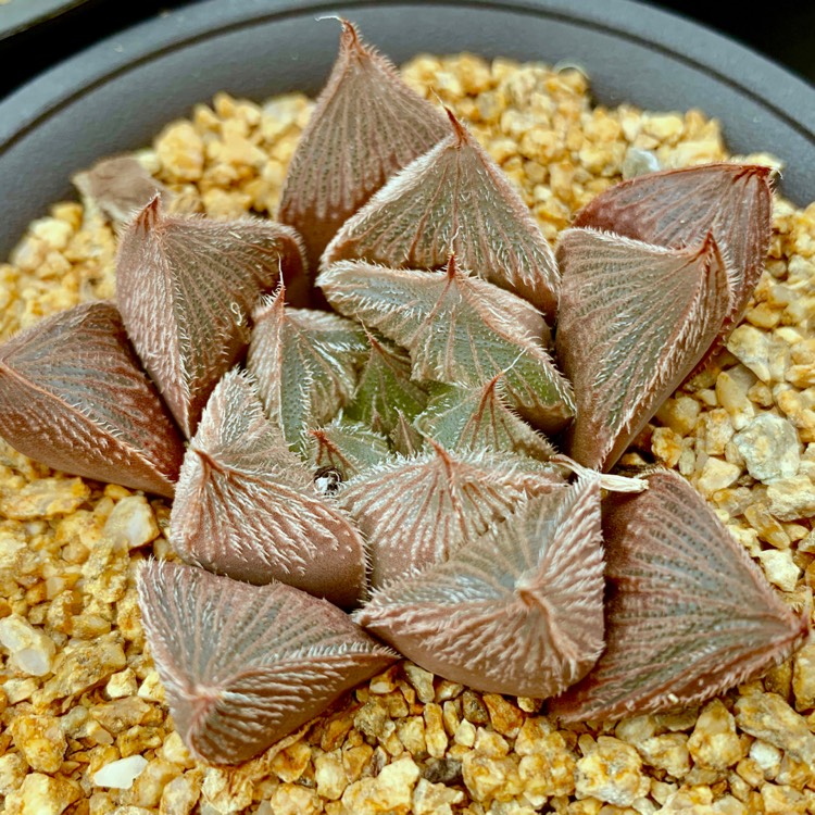 Plant image Haworthia Cooperi var. Venusta